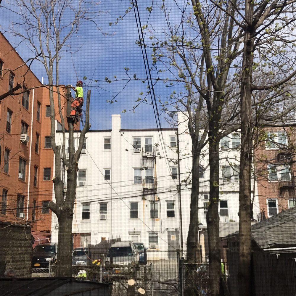Tarzan Tree Removal - Tree Services Near Me Tarzan Tree Removal - Tree Services Near Me