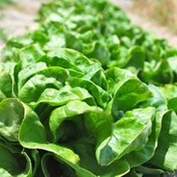 Evans Farms - Evans Farms grows a large variety of lettuces. Pictured here is a green bibb variety. - Farmers Market Near Me - Bridgeville, Delaware Evans Farms - Evans Farms grows a large variety of lettuces. Pictured here is a green bibb variety. - Farmers Market Near Me - Bridgeville, Delaware