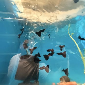 Fish Warehouse - Guppies - Local Fish Stores Near Me - Westminster, California