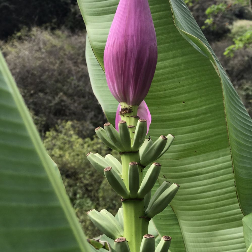 Massimo Hawaii Tours - Baby bananas - Tours Near Me - Honolulu, Hawaii