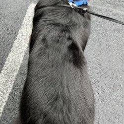 The Muddy Pup - Max leaving The Muddy Pup all clean, shiny, fluffy, and well groomed!!