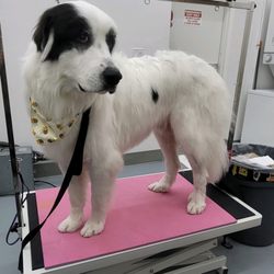 Cozy Pet Supplies - Handsome boy