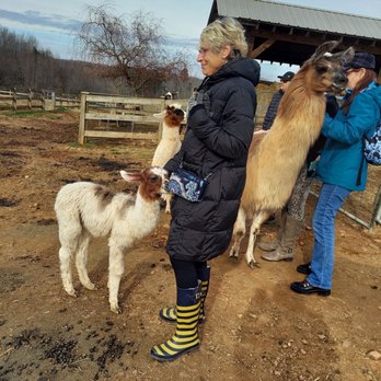 Divine Llama Vineyard - Baby llama is very curious - Wineries Near Me - East Bend, North Carolina