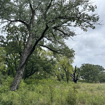 Konza Prairie - Trees - Hiking Near Me - Manhattan, Kansas