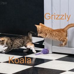 The Purrfect Pour Cat Cafe
