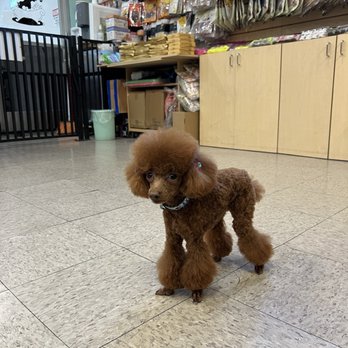 Puppy In Style - Pet Stores Near Me - Los Angeles, California