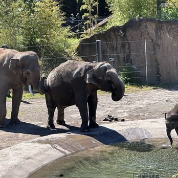 Oregon Zoo - Elephants - Zoos Near Me - Portland, Oregon Oregon Zoo - Elephants - Zoos Near Me - Portland, Oregon