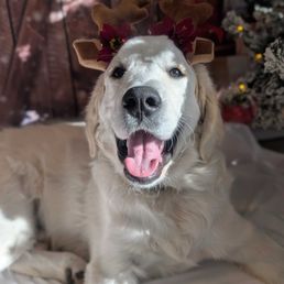 Christmas photo Christmas photo