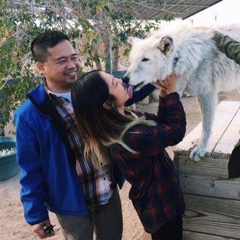 Wolf Mountain Sanctuary - Animal Shelters Near Me - Lucerne Valley, California Wolf Mountain Sanctuary - Animal Shelters Near Me - Lucerne Valley, California