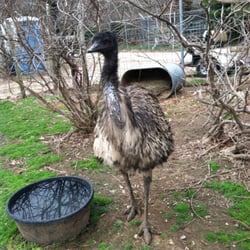 Safari Exotic Wildlife - Ema the Emu