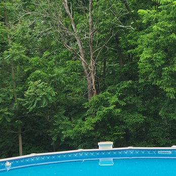 Tall Oaks Tree Service - Before - Tree Services Near Me - Wheaton, Illinois Tall Oaks Tree Service - Before - Tree Services Near Me - Wheaton, Illinois
