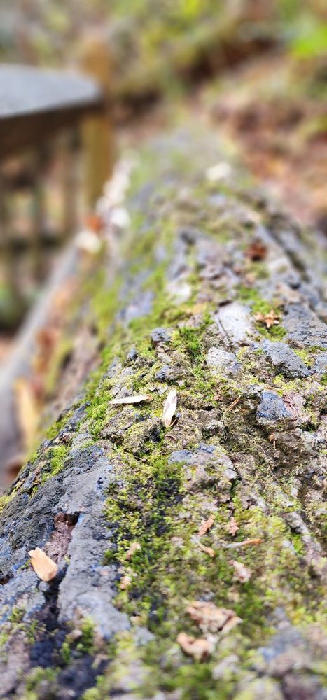 Anna Ruby Falls Logo