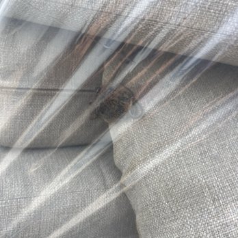Extra Space Storage - Dead mouse inside protected cushions - Self Storage Near Me - Monmouth Junction, New Jersey