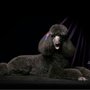 Photo of Sandy King's Pet Supplies & Grooming Salon
