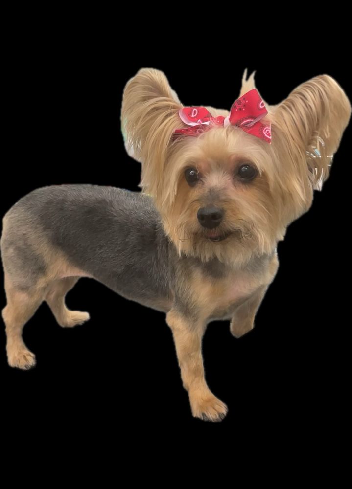 Texas Sweet Cheeks Dog Grooming