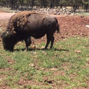 Bearizona - American Bison - Zoos Near Me - Williams, Arizona Bearizona - American Bison - Zoos Near Me - Williams, Arizona