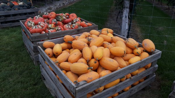 Vignoble Les Vents d'Ange by null