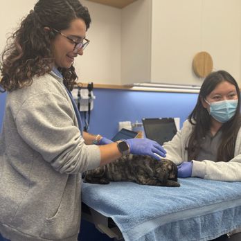Modern Animal Studio City - Great Staff ! - Veterinarians Near Me - Los Angeles, California Modern Animal Studio City - Great Staff ! - Veterinarians Near Me - Los Angeles, California