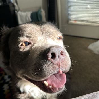 Cali K9 - Dior - Pet Training Near Me - San Jose, California