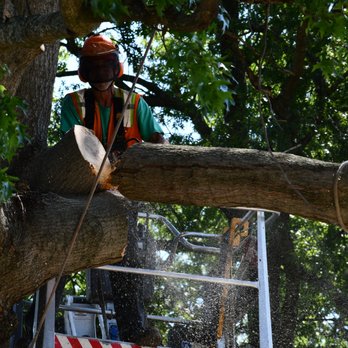 C S Flournoy - Tree Services Near Me - Richmond, Virginia