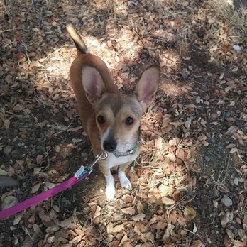 Martin's NorCal Dog Training - Wow. Im super cute huh. - Pet Training Near Me - Redding, California Martin's NorCal Dog Training - Wow. Im super cute huh. - Pet Training Near Me - Redding, California