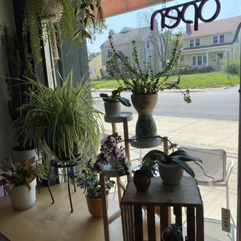 Florin Coffee - Some of the potted plants adorning the front window. - Coffee & Tea Near Me - Columbus, Ohio Florin Coffee - Some of the potted plants adorning the front window. - Coffee & Tea Near Me - Columbus, Ohio