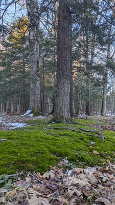 Chestnut Ridge Park by null