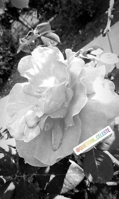 Rose Garden at Victory Park by null