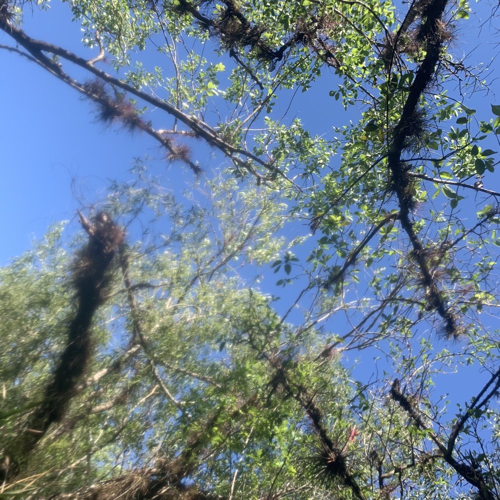 Shurr Adventures - Air plants - Tours Near Me Shurr Adventures - Air plants - Tours Near Me