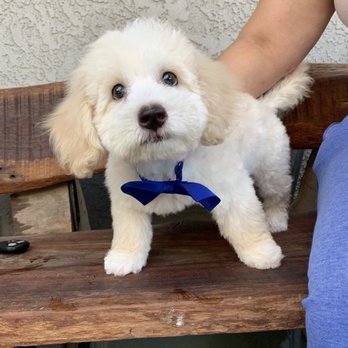 Wrigley's Pet Spaw - King be the name  First visit - Pet Groomers Near Me - Long Beach, California