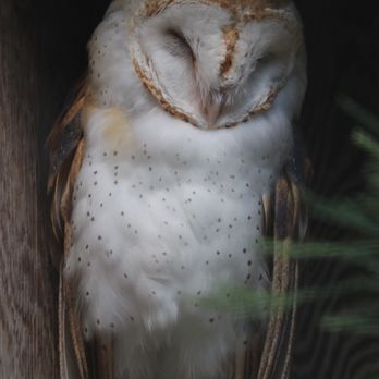 Cascades Raptor Center - Barn owl - Zoos Near Me - Eugene, Oregon