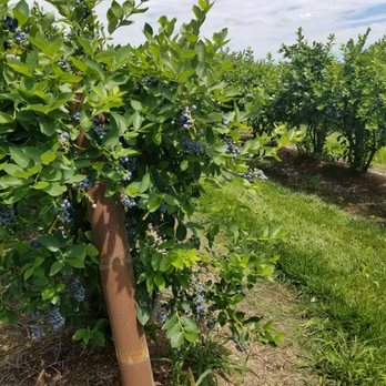 John Coussen Farms - Pick Your Own Farms Near Me - Hillsboro, Oregon John Coussen Farms - Pick Your Own Farms Near Me - Hillsboro, Oregon