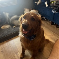 Bark and Bathe Pet Salon - Happy Dog