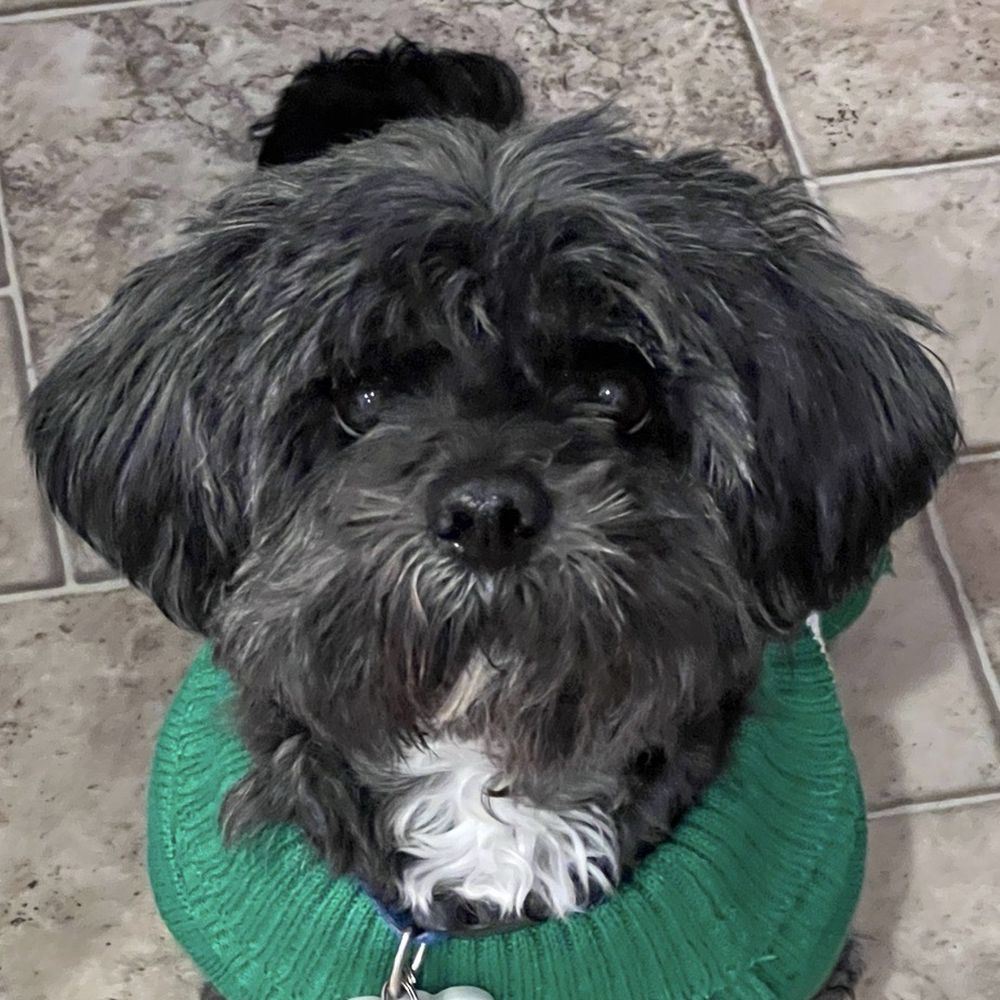 The Pampered Pooch - Pickles - Pet Groomers Near Me - Palmdale, California The Pampered Pooch - Pickles - Pet Groomers Near Me - Palmdale, California