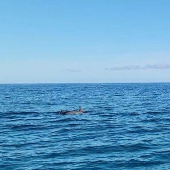 Kauai Sea Tours - Dolphins - Boating Near Me - Eleele, Hawaii