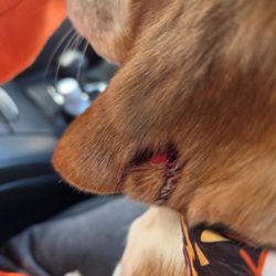 Rivertown Dog Park - Dogs ear