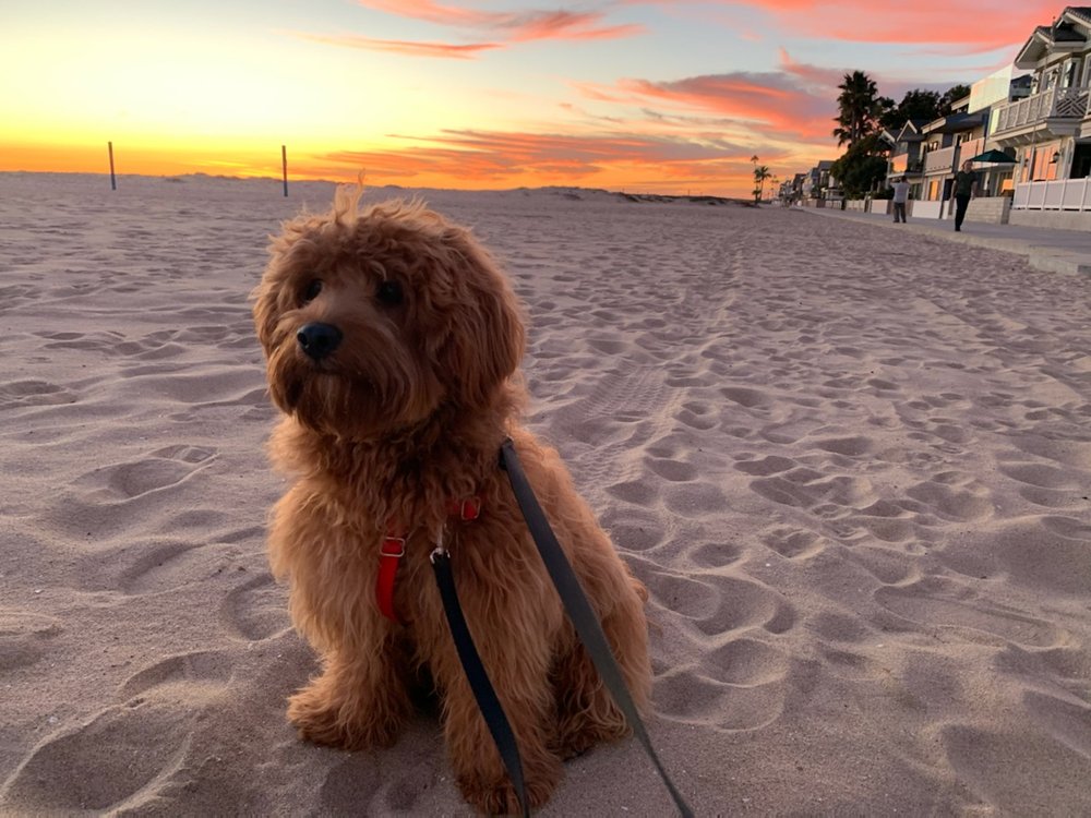 17TH STREET DOG SPAW Updated May 2024 12 Photos & 35 Reviews 285