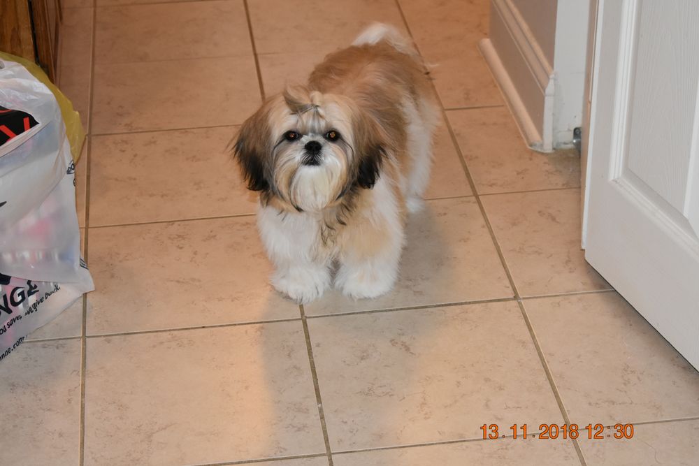 HAPPYPUPSRUS OFFERS AFFORDABLE GROOMING Updated June 2024 22 Union