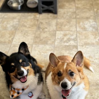 Dog Baths and Beyond - So clean so soft and smell so so good - Pet Groomers Near Me - Loveland, Colorado Dog Baths and Beyond - So clean so soft and smell so so good - Pet Groomers Near Me - Loveland, Colorado