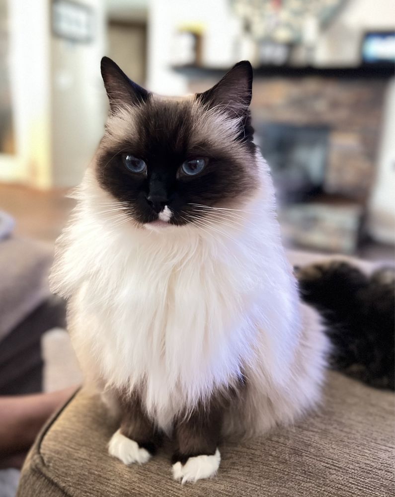 JULIE’S PET SITTING Updated September 2024 47 Photos & 109 Reviews