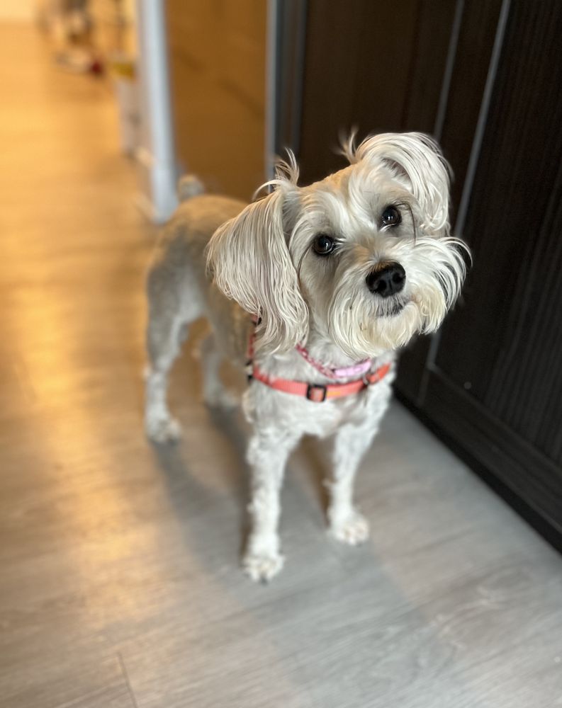Marina District Pet Care Image