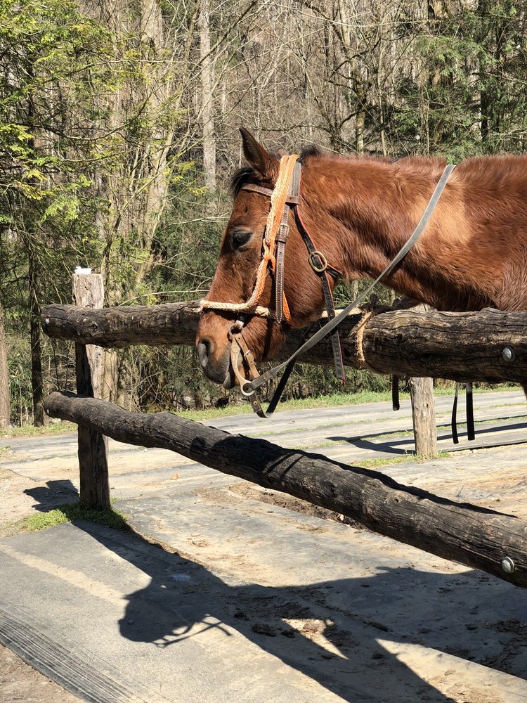 SUGARLANDS RIDING STABLE 53 Photos & 92 Reviews Horseback Riding