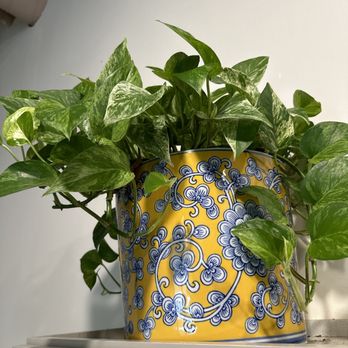 Gardener's Outpost - Pothos - Gardeners Near Me - Columbia, South Carolina Gardener's Outpost - Pothos - Gardeners Near Me - Columbia, South Carolina