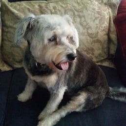 Molly at home after her grooming. Her favorite spot on the couch. Molly at home after her grooming. Her favorite spot on the couch.