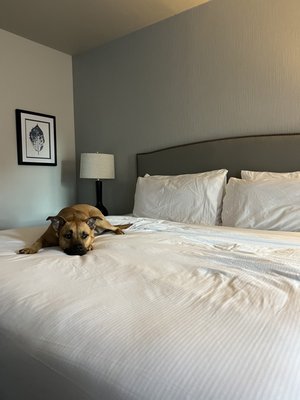 Seven Gables Inn, St. Louis West, a Tribute Portfolio Hotel by null
