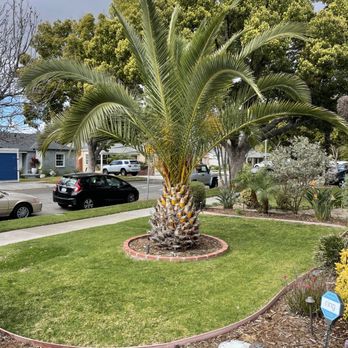 California Tree Design - Before. - Tree Services Near Me