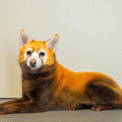 Goldie's Grooming - Bumble as a red panda courtesy of Opawz colours and Samantha Murphy.