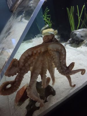 Central Coast Aquarium by null