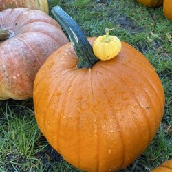 Greenwood Gardens - Pumpkins