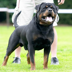 Von Herrschaft Rottweilers